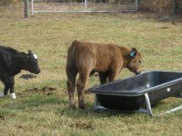 calves 11-23-08 060a.JPG