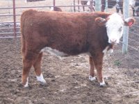 Steer 829.JPG