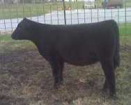 May 7 Heifer.jpg