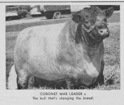 Coronet Max Leader.jpeg