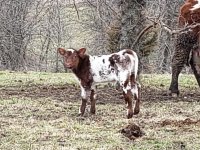 March 2020 12 heifer.jpg