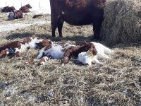 Calves relaxing after storm 2020.jpg