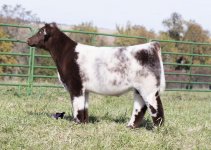 comptons outsider steer.jpg