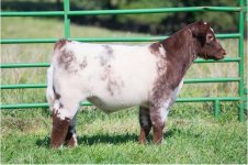 outsider 35000 steer calf.jpg