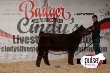 6-Ch-Shorthorn-Hfr-Jorden-Peterson-copy compton.jpg