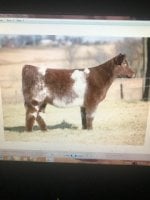 IMG_4699 outsider sale heifer.jpg