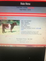 IMG_4696 outsider heifer 8500.jpg