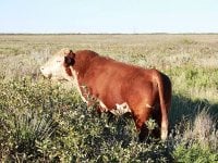Hereford day-show-cattle-genetics-ironman.jpg