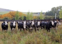 SP - Hays Ranch Heifers.jpg