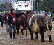 brazil short bullSmartSele.jpg