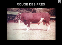 rouge des pres bull #1.jpeg