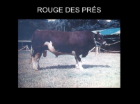 rouge des pres bull #3.jpeg