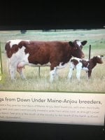 Aussie Maine Cow.jpg