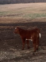 IMG_5465.jpg Stinger heifer at Dusk.jpg