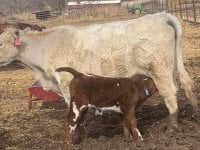 IMG_5444.jpg stinger bull 6 days.jpg