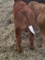 IMG_5534.jpg stinger heifer clearing up.jpg