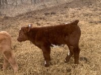 IMG_5485.jpg stinger bull less than a month.jpg