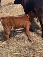 IMG_5523.jpg stinger heifer 29 days old being treateed.jpg