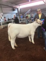 IMG_3351.jpg Gargans daughter Char heifer 1.jpg