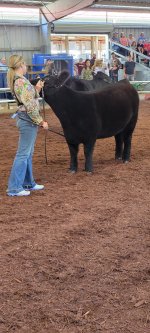 Resized_2 (28).jpg gargans supreme heifer 2.jpg