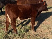 IMG_5839.jpg stinger heifer 9 23.jpg