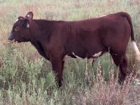 IMG_5812.jpg stinger bull early august.jpg