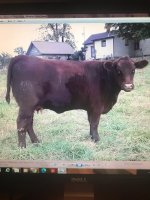 IMG_4424.jpg first calver dales bull.jpg