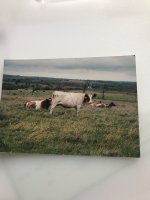 moo moo IMG_4543.jpg