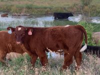 IMG_5656.jpg stinger bull by the pond.jpg