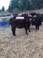 IMG_4151.jpg stinger heifer weaning 1.jpg