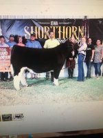 fresh air steer won iowa IMG_7676.jpg