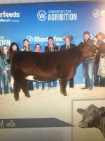 Canadian Red maine heifer IMG_4832.jpg