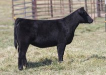 8bd27ff238c747798d1debfca02eadc3.jpg maintainer heifer.jpg