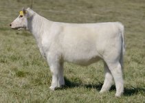 63cfdc39e3ee47faa119aff3b4ec59b6.jpg White heifer.jpg