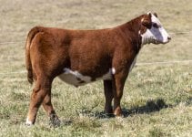 e7e31ffec77247fd8f4439fe79a32858.jpg hereford steer.jpg