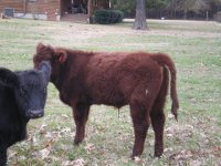 Calves 12-14-08 Heat Wave Steer.JPG