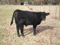 Calves 12-14-08 Heat Wave Steer #11.JPG