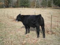 Calves 12-14-08 HW Steer #11.JPG