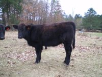 Calves 12-14-08 Sunseeker heifer.JPG