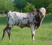 RHRPIA'Sheifer.jpg