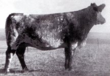 Shorthorn Matriarch.jpg