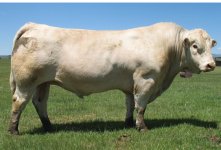 Charolais Bull in JPG.jpg