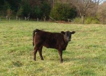 RainierHeifer.jpg