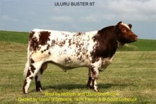 ULURU BUSTER 6T Ownership.jpg