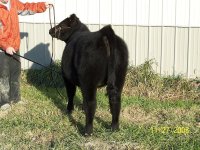 Tyson Heifer 1.JPG