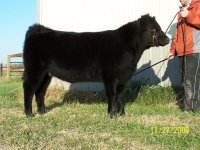 Tyson Heifer 2.JPG