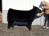 Tyson Heifer 3.JPG