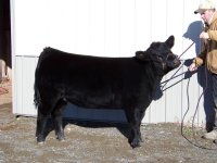 Tyson Heifer 4.JPG