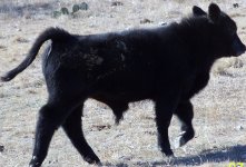 Calves122408 001.JPG