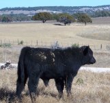 Calves122408 017.JPG